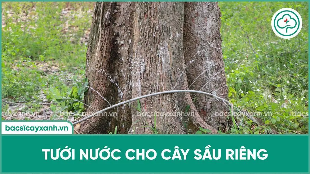 Hướng dẫn kinh nghiệm chăm sóc cây sầu riêng từ 4 - 5 năm tuổi